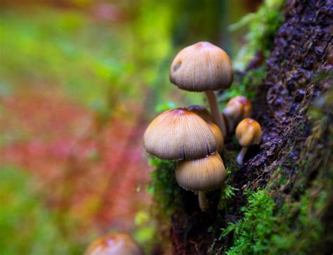 Magic Mushrooms: A Comprehensive Exploration of Psilocybin-Containing ...