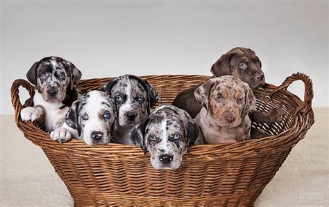 Catahoula Bulldog: History, Temperament, Care, Training, Diet