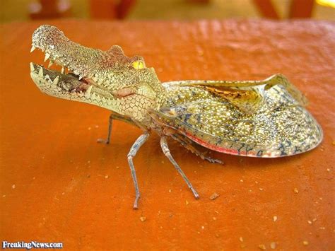 Crocodile and Insect Hybrid Animal | Pictures of insects, Insects, Pictures