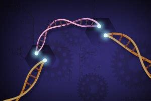 Chromosome 2 Fusion – In His Image