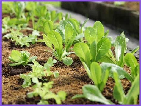 How to Harvest Romaine Lettuce - Together Time Family