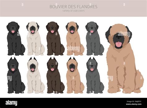 Bouvier des Flandres clipart. Different coat colors and poses set ...