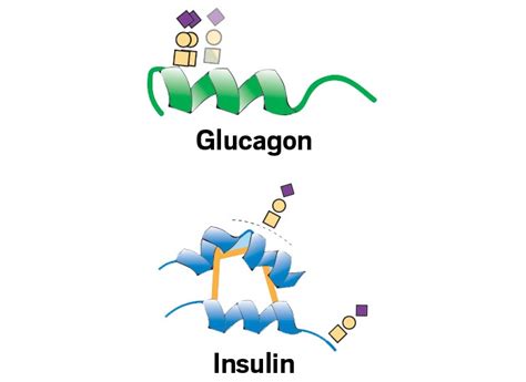 Many peptide hormones are O-glycosylated