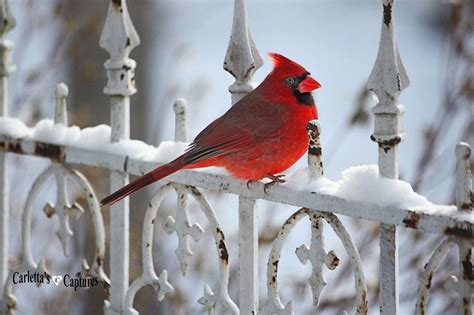 Cardinal, Indiana state bird! | Beautiful birds, Backyard birds, Pet birds