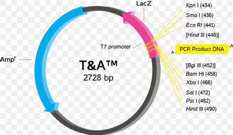 Cloning Vector TA Cloning Ligation, PNG, 869x506px, Vector, Cable, Cloning, Cloning Vector ...