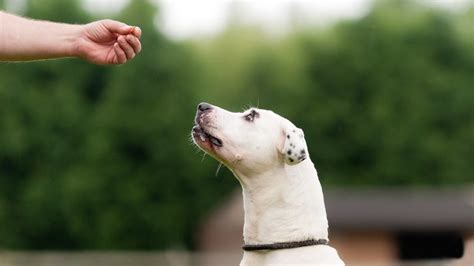 The 12 Best Training Treats for Dogs