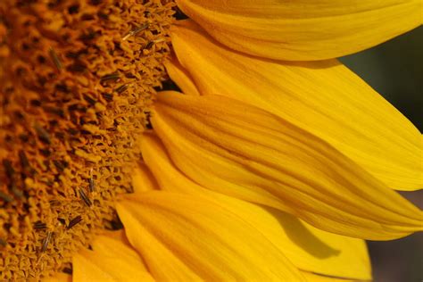 Sunflower Petals Photograph by Fiona Kennard | Fine Art America