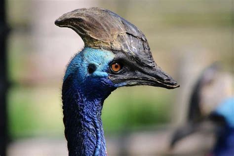 Cassowary-Bird | Environment Buddy