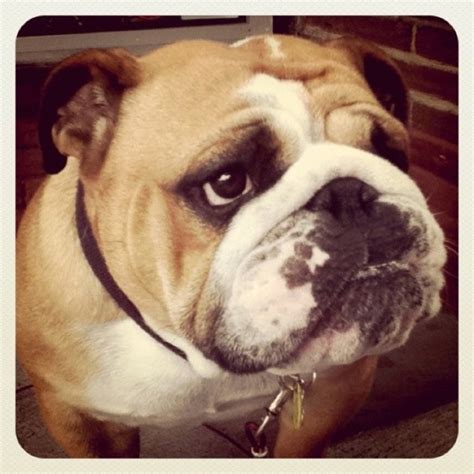 Barkley :) | Animals, Dogs, Photographer