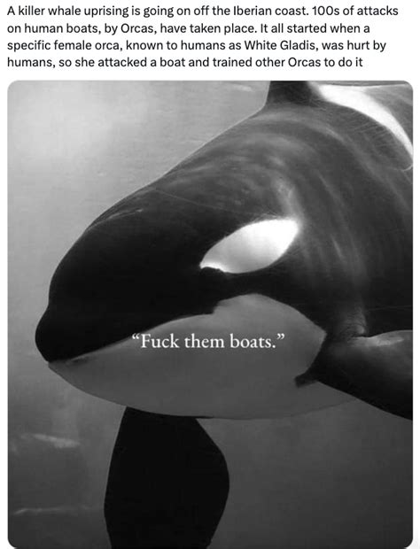 'They're Orca-nizing': 31 Killer Orca Whale Memes - Funny Gallery ...