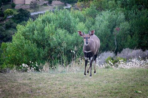 An Antelope on Green Grass · Free Stock Photo