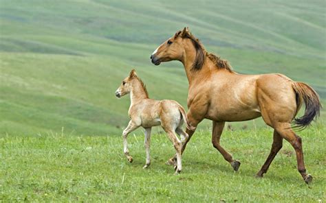 Horse and foal wallpapers and images - wallpapers, pictures, photos