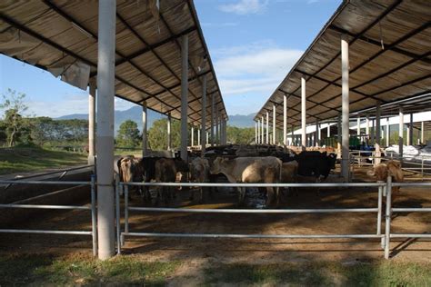 Establos | Ganado estabulado, Feria de ganado y Establos