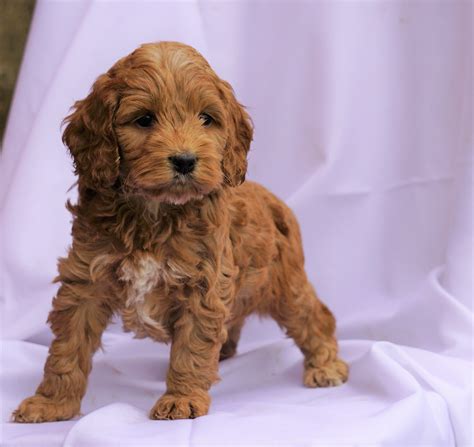 Cockapoo Puppy For Sale Millersburg, OH Male- Collin – AC Puppies LLC