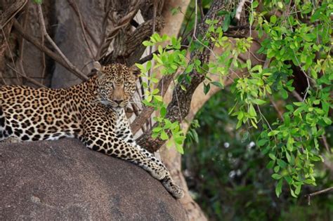 Wildlife Photography in Serengeti National Park - Part 2 - Anne McKinnell Photography