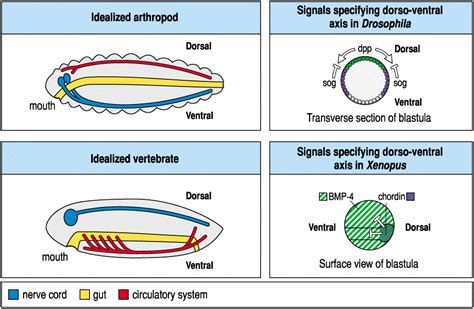 Developmental Biology 3230