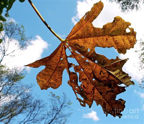 Dead Leaf Photograph by Kaye Menner