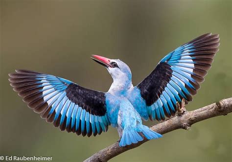 Woodland Kingfisher