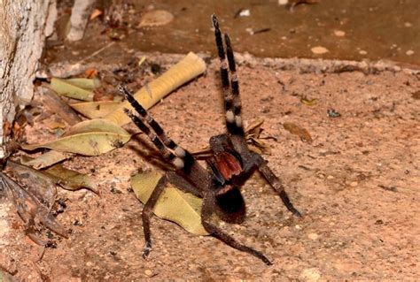 Brazilian Wandering Spider l Deadly Arachnid - Our Breathing Planet