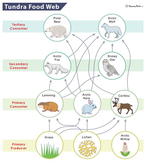 Tundra Food Chain: Examples and Diagram