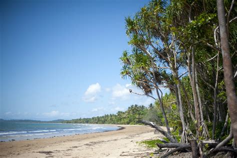 Free Stock photo of pandanus trees | Photoeverywhere