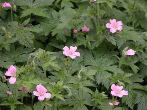 6 Varieties of Hardy (Cranesbill) Geraniums to Grow