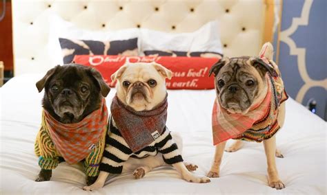 Pet-Friendly Hotels with No Fees - Pets Stay Free! - Boogie the Pug