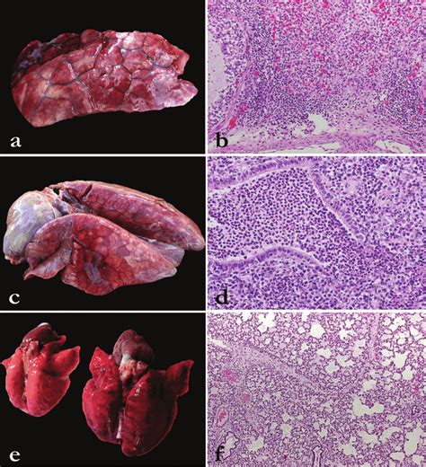 Pig, Lung, Macroscopic and microscopic morphological changes in lungs ...