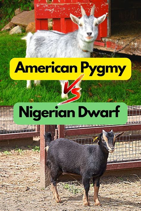 Read all about: Origin of American Pygmy and Nigerian Dwarf Goats | The ...