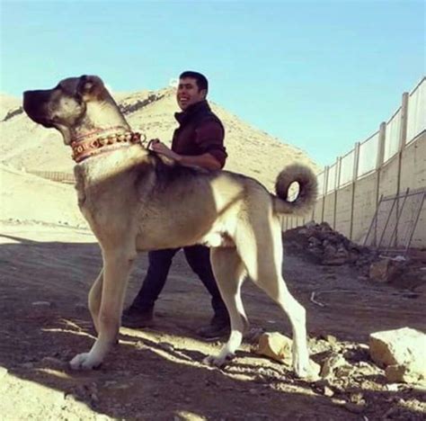 Just a Turkish kangal walking his human - Funny | Cani e cuccioli, Cani ...