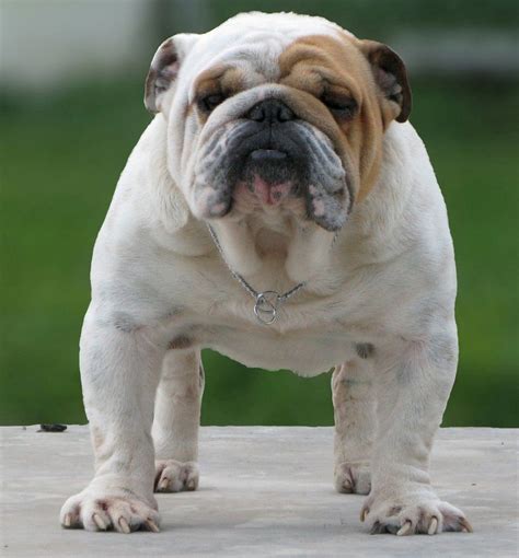 Spain English Bulldog breeders