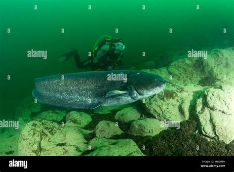 Wels Catfish and Scuba Diver, Silurus glanis, Aar River, Switzerland ...