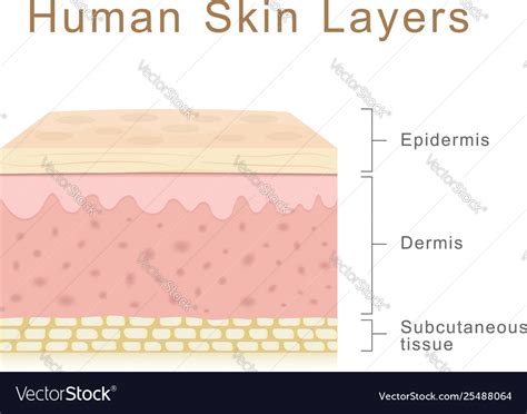 Human skin layers Royalty Free Vector Image - VectorStock
