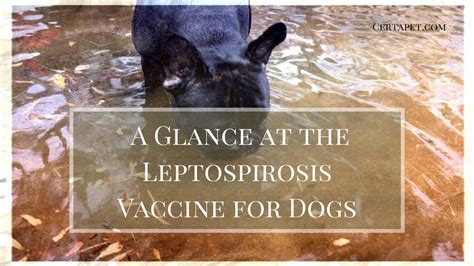 A Glance at the Leptospirosis Vaccine for Dogs | CertaPet