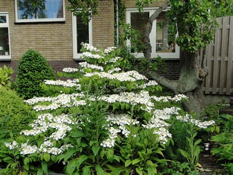 Viburnum Shasta: Beautiful Flowering Plant for Your Garden