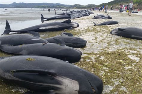 New Zealand just experienced its largest whale stranding in decades ...