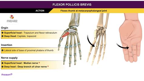 Flexor Pollicis Brevis Origin And Insertion