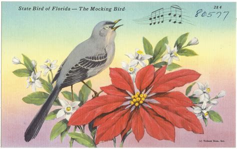 State bird of Florida- the mocking bird | File name: 06_10_0… | Flickr