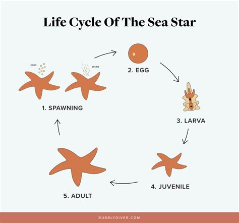 How Are Starfish Born? - Bubbly Diver