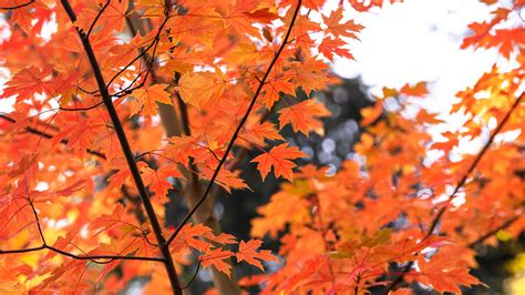 Maple Trees Autumn Wallpapers - Wallpaper Cave