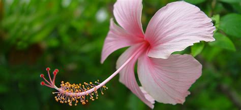 Hibiscus: National Flower of Haiti | Meaning of the Hibiscus