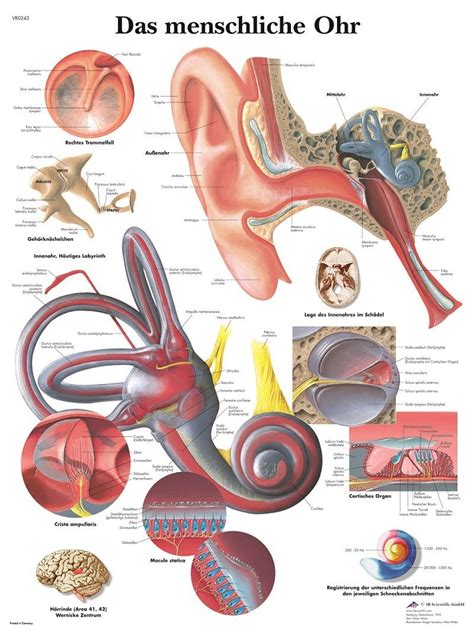 Das menschliche Ohr Lehrtafel Anatomie 50 x 67 cm Poster | eBay ...