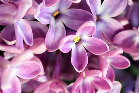 Why Idaho Chose the Syringa as Its State Flower and What Makes It Special