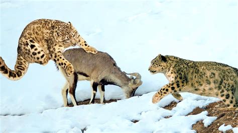 Feагɩeѕѕ Mother Bison Fends Off woɩⱱeѕ to Protect Cubs, Majestic Yaks Conquer Snow Leopards