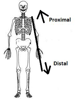 Proximal vs Distal: What's the Difference & What Do They Mean?