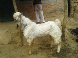 Jamunapari Goat - Manufacturers, Suppliers & Wholesalers