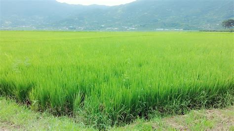 Free download | HD wallpaper: rice paddies, grain, nature, rice Paddy ...