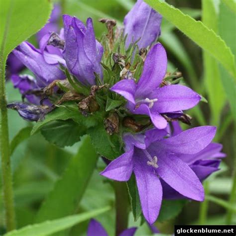 Purple Flowering Shrubs Identification