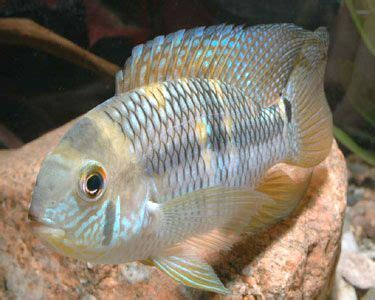 AquariumDomain.com | Cichlids, American cichlid, Aquarium fish