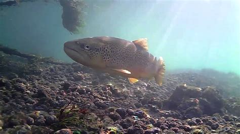 Brown Trout Underwater, Peak District - YouTube